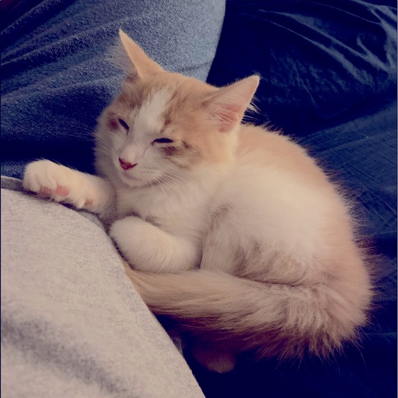 My Man Cat Niko! - Picture 8 of 11